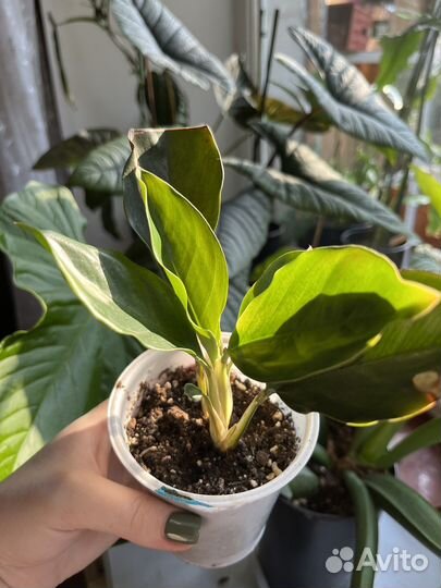 Спатифиллум