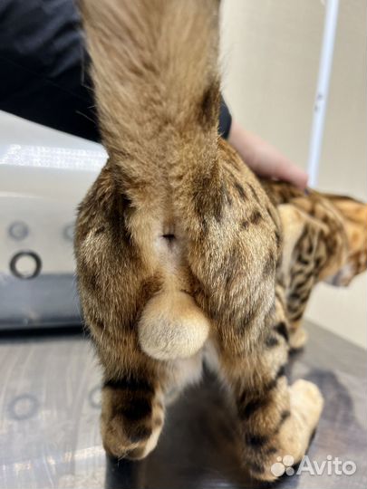 Ветеринарный врач