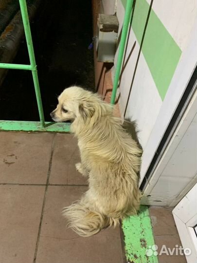 Собака в добрые руки