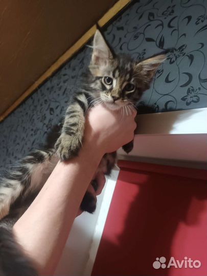 Котята мейн-кун