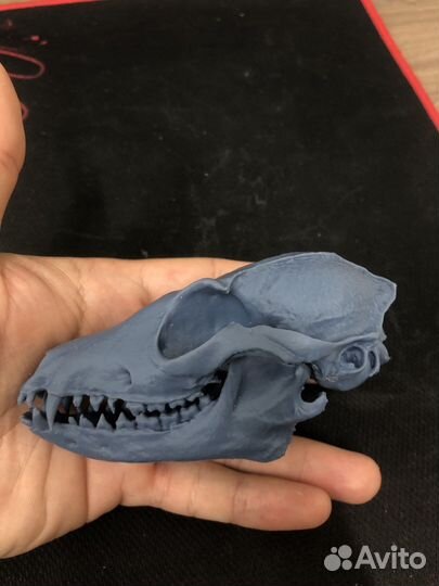 Модель черепа лисы