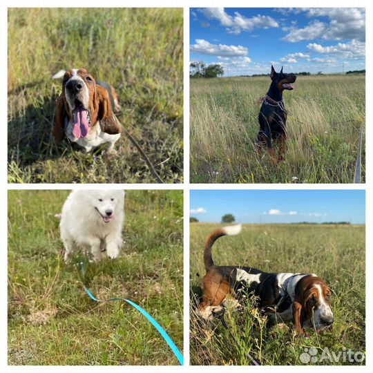 Передержка кошек и собак 