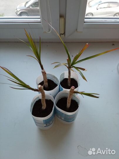 Драцена Маргината