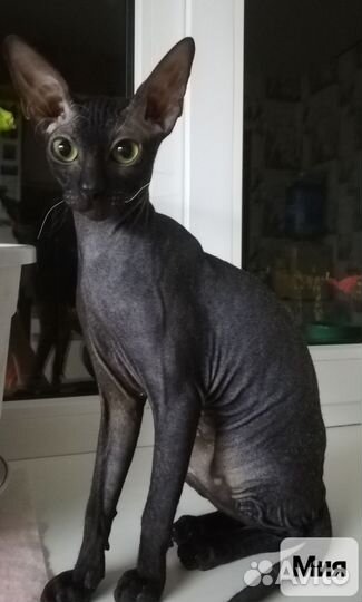 Вязка кошек сфинкс