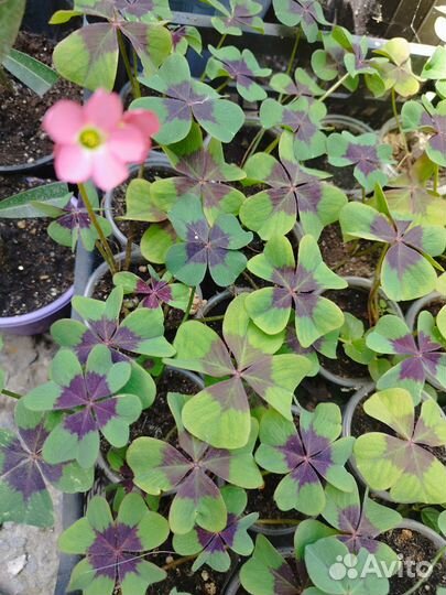 Кислица оксалис