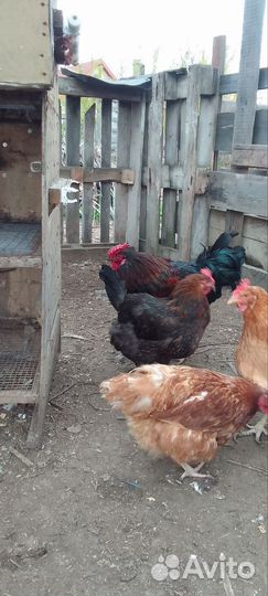 Домашние куры и петухи