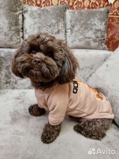 Мальтипу вязка