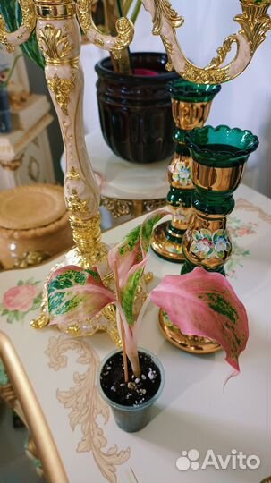 Аглаонема Амелия