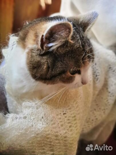 Передержка животных на время отпуска