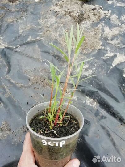 Эстрагон (тархун)