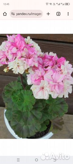 Пеларгонии сортовые