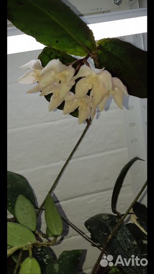 Хойя Ундулата