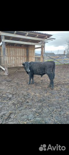Быки на племя 1.2 года