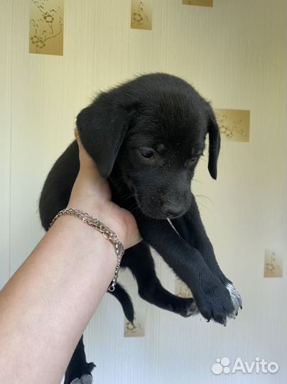 Щенки курцхаара