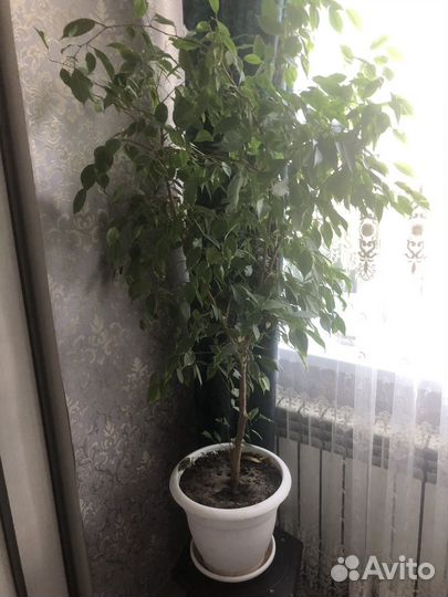 Бенджамина