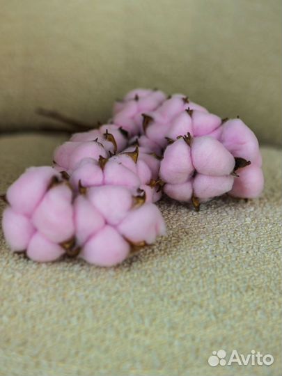 Хлопок 10 веток