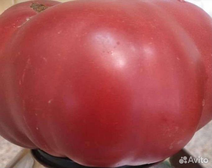 Семена домашних крупных помидор (красные,розовые)