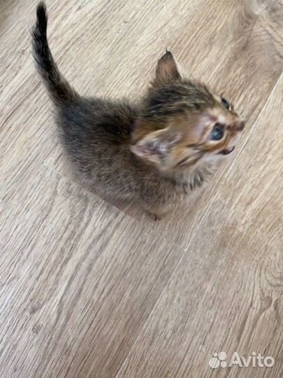 Котя