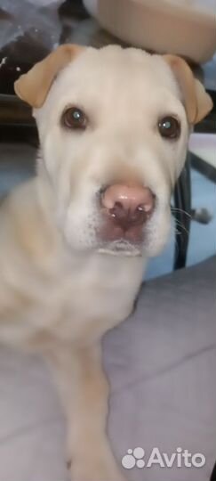 Лабрадор с шарпеем