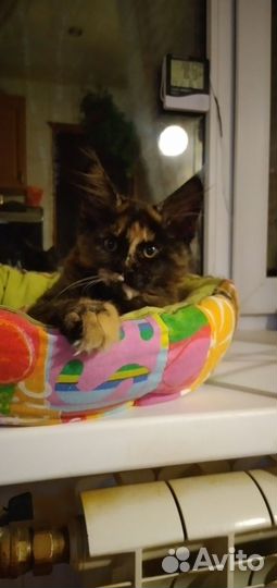 Котята мейн-кун