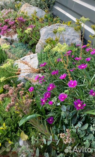 Суккуленты и суккулентные наборчики