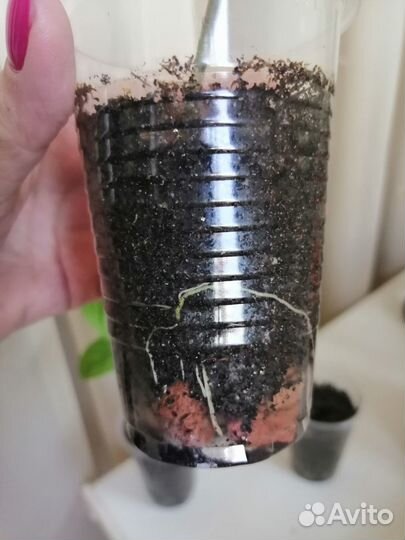 Клеродендрум Госпожи Томпсон