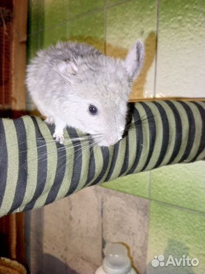 Шиншиллята