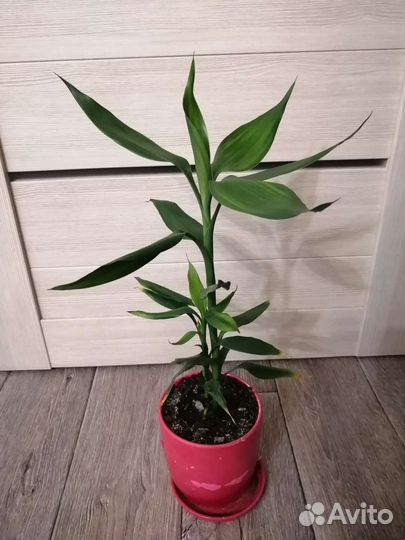 Санхеция, бамбук