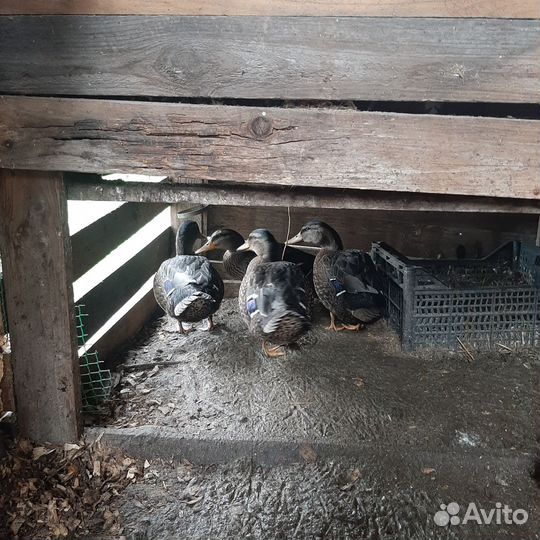 Подсадные утки