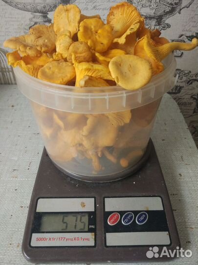 Грибы лисички свежие