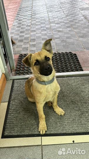 Ищем дом для крохи