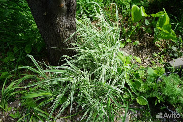 Садовые растения