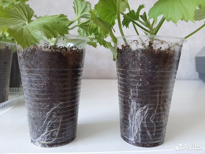 Укорененные черенки королевской пеларгонии