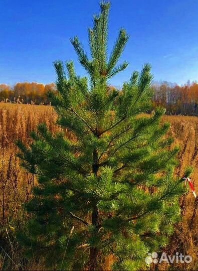 Сосна обыкновенная./доставка