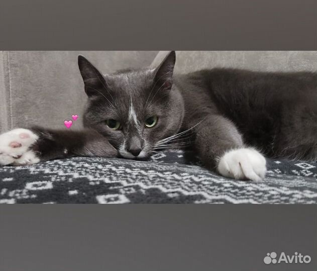 Кот в добрые руки