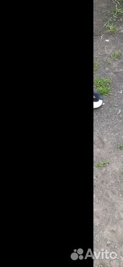 Чучела уток для охоты