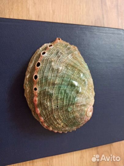 Морская раковина