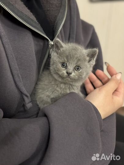 Британские котята