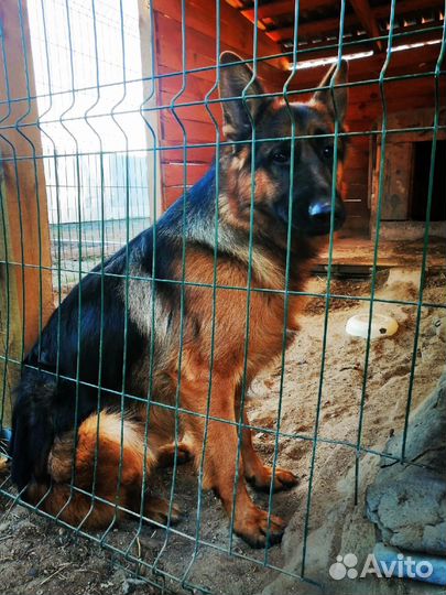 Немецкая овчарка вязка кобель