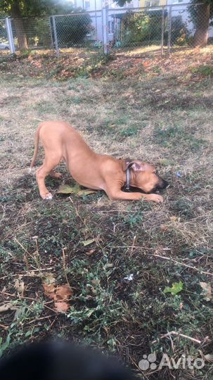 Собака питбуль терьер