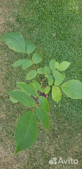 Маньчжурский орех