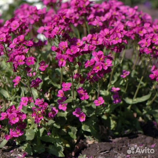 Многолетники