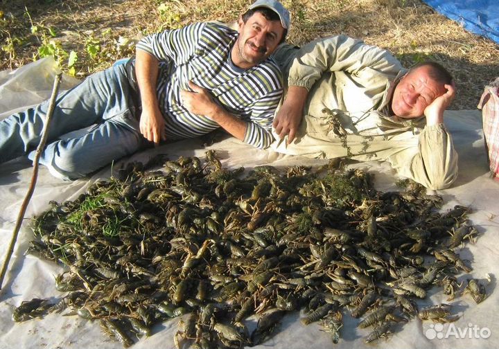 Живые раки. Объемы любые