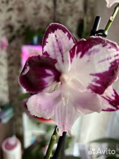 Орхидея фаленопсис