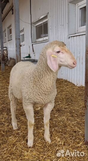 Бараны племенные