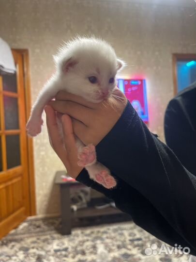 Маскарадные котята