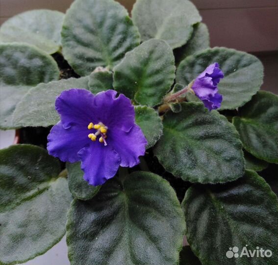 Фиалка цветущая в горшочке
