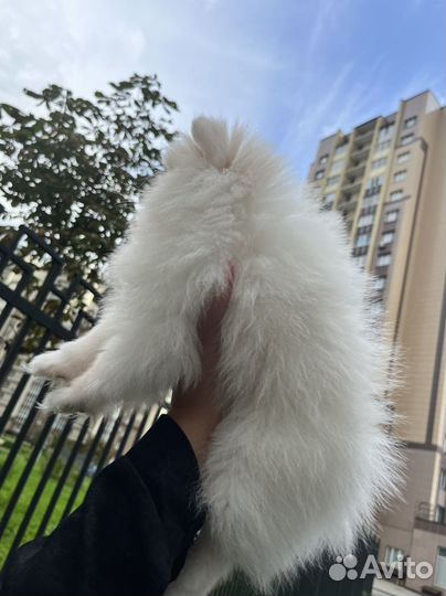 Шпиц mini девочка