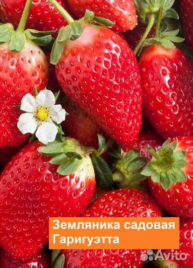 Саженцы клубники, садовой земляники