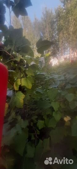 Черная смородина ягода